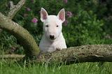 BULL TERRIER MINIATURE 180